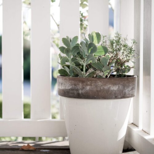 home-garden-including-green-succulents-plants-2025-02-22-18-47-30-utc home-garden-including-green-succulents-plants-2025-02-22-18-47-30-utc
