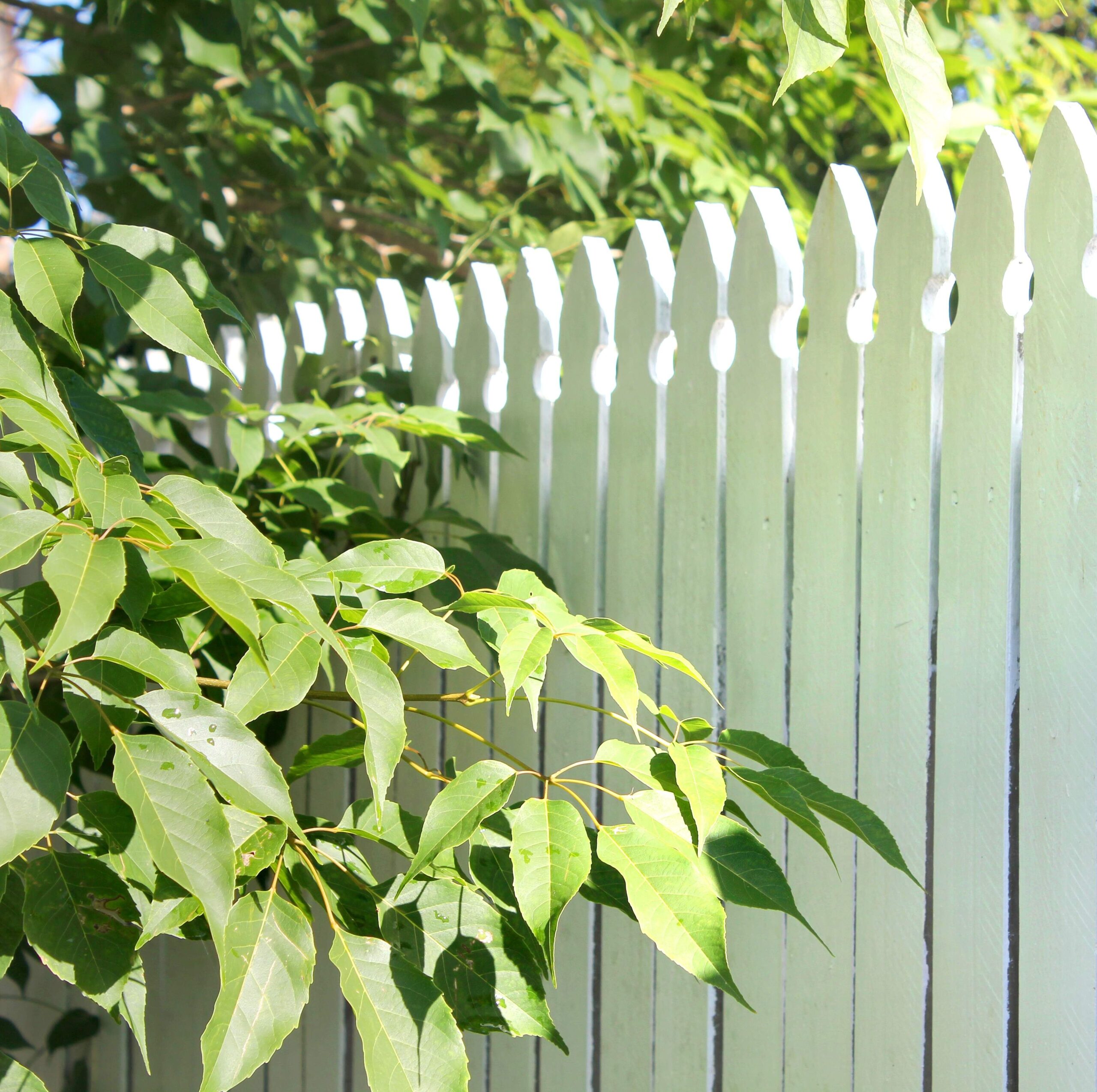 white-picket-fence-in-the-garden-2025-01-08-20-45-00-utc white-picket-fence-in-the-garden-2025-01-08-20-45-00-utc